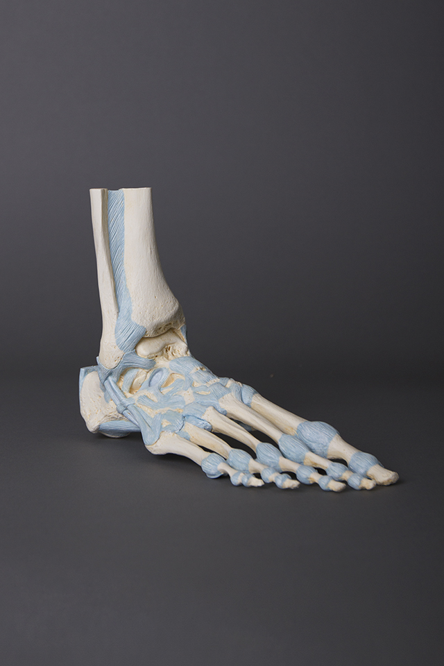 Foot Skeleton